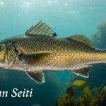 Alaskan Seiti: The Mild White Fish You’ll Love
